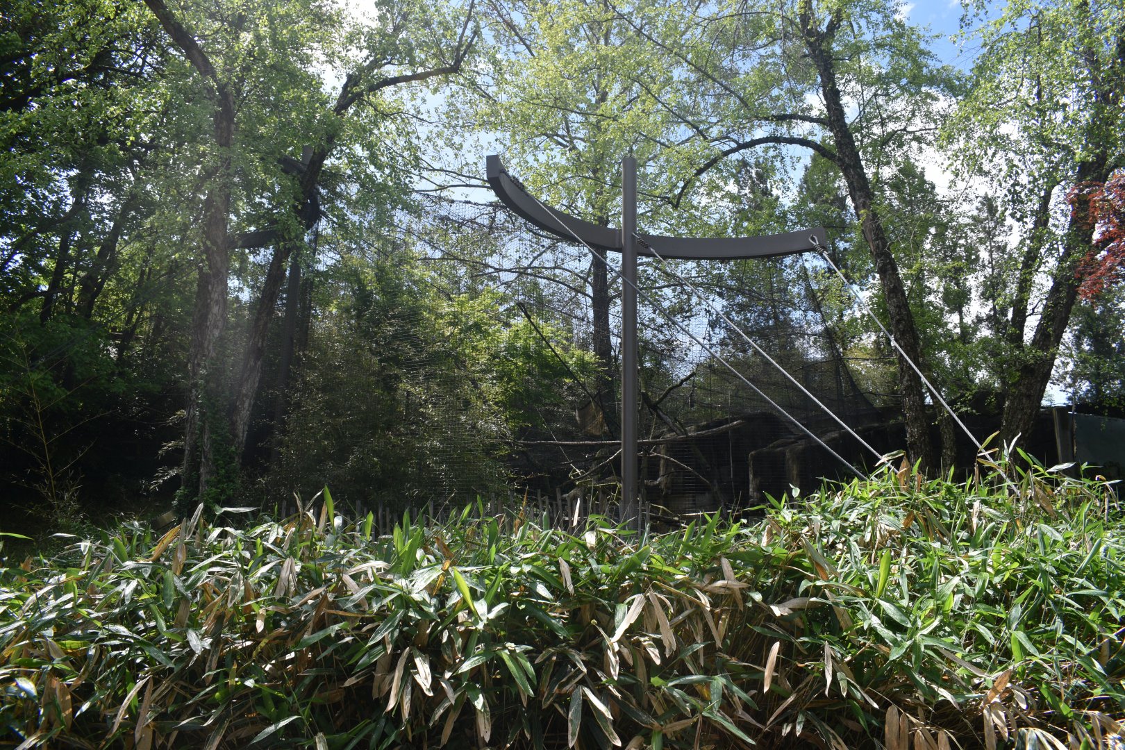 May. 2025 - Asia - Mueller's Grey Gibbon Exhibit