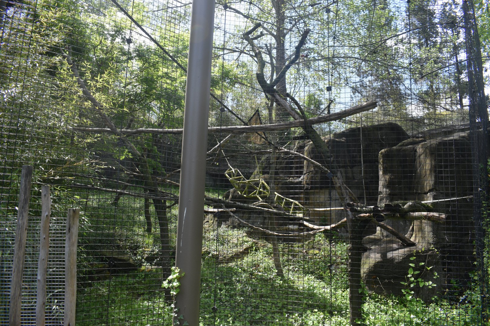 May. 2025 - Asia - Mueller's Grey Gibbon Exhibit