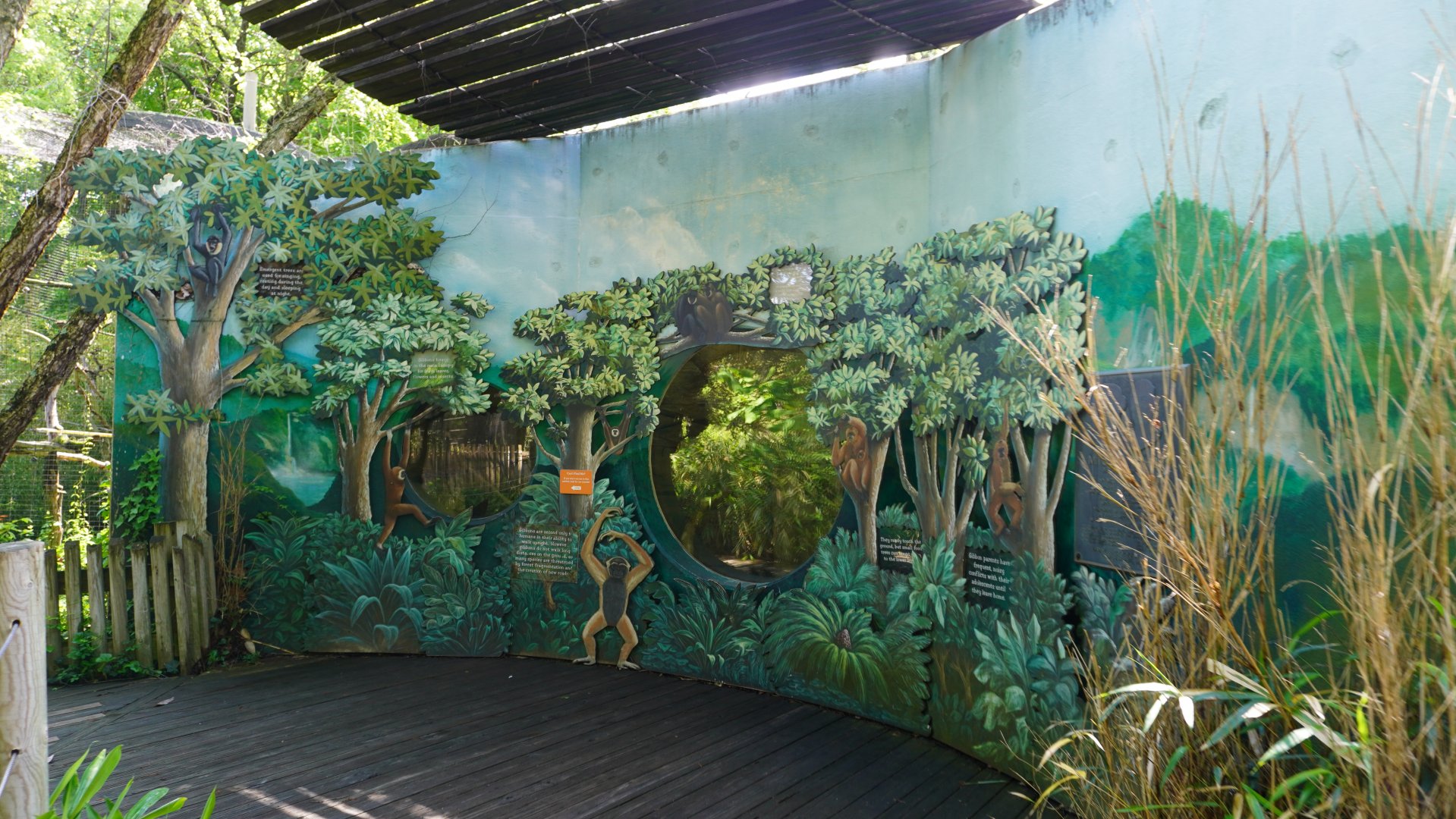 May. 2025 - Asia - Mueller's Grey Gibbon Indoor Exhibit Viewing