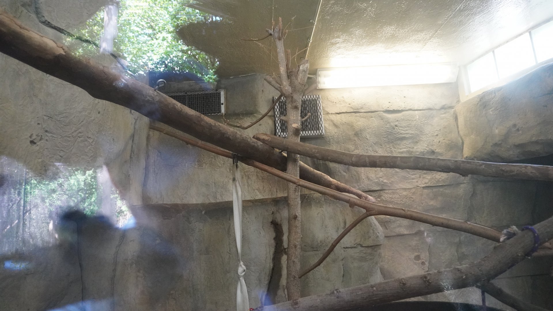 May. 2025 - Asia - Mueller's Grey Gibbon Indoor Exhibit