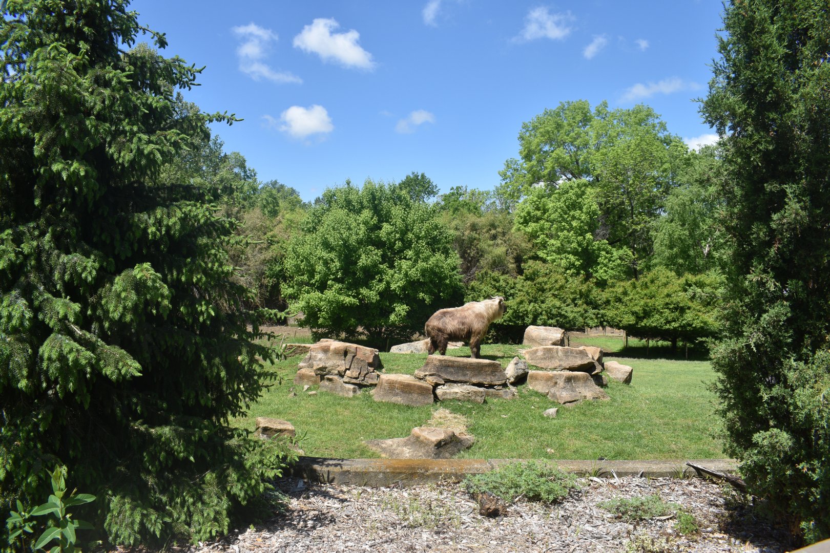 May. 2025 - Asia - Sichuan Takin & Reeve's Muntjac Exhibit