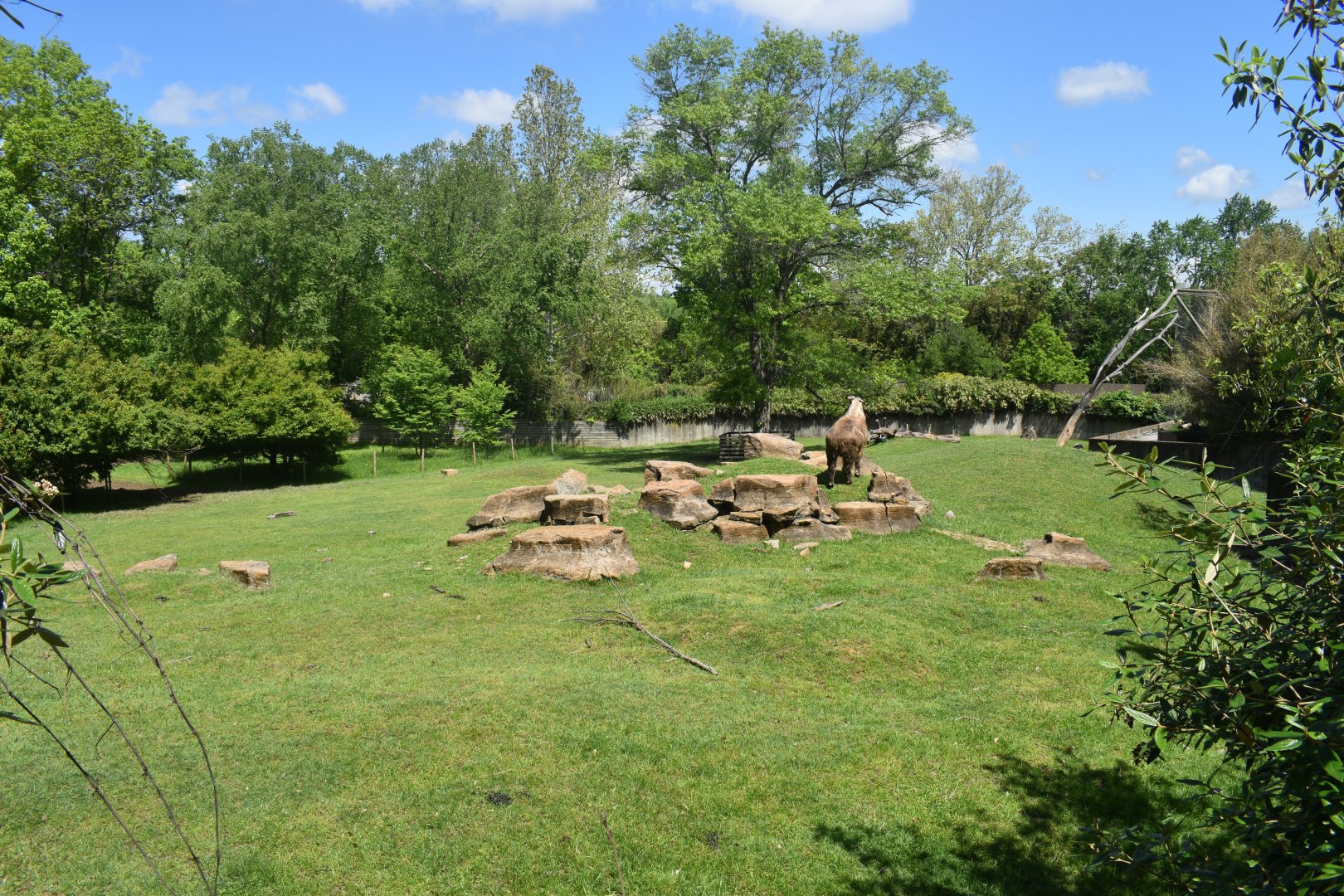 May. 2025 - Asia - Sichuan Takin & Reeve's Muntjac Exhibit