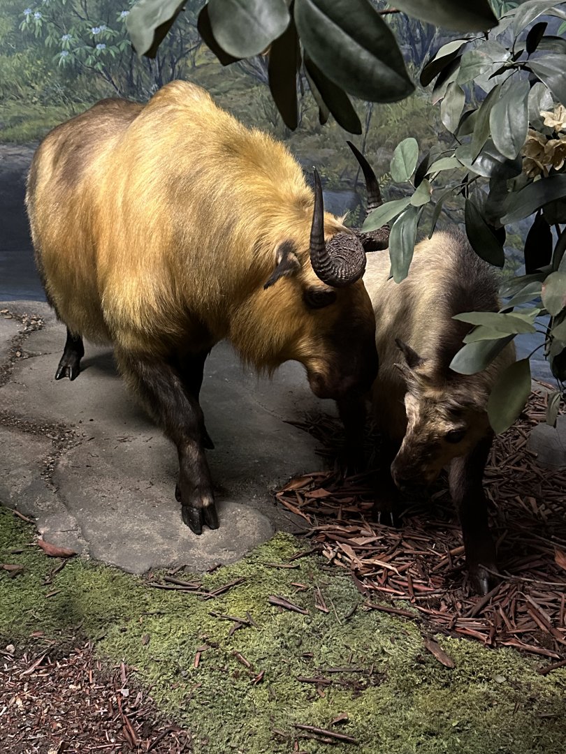 May 2025 - Asia - Sichuan Takin with Calf