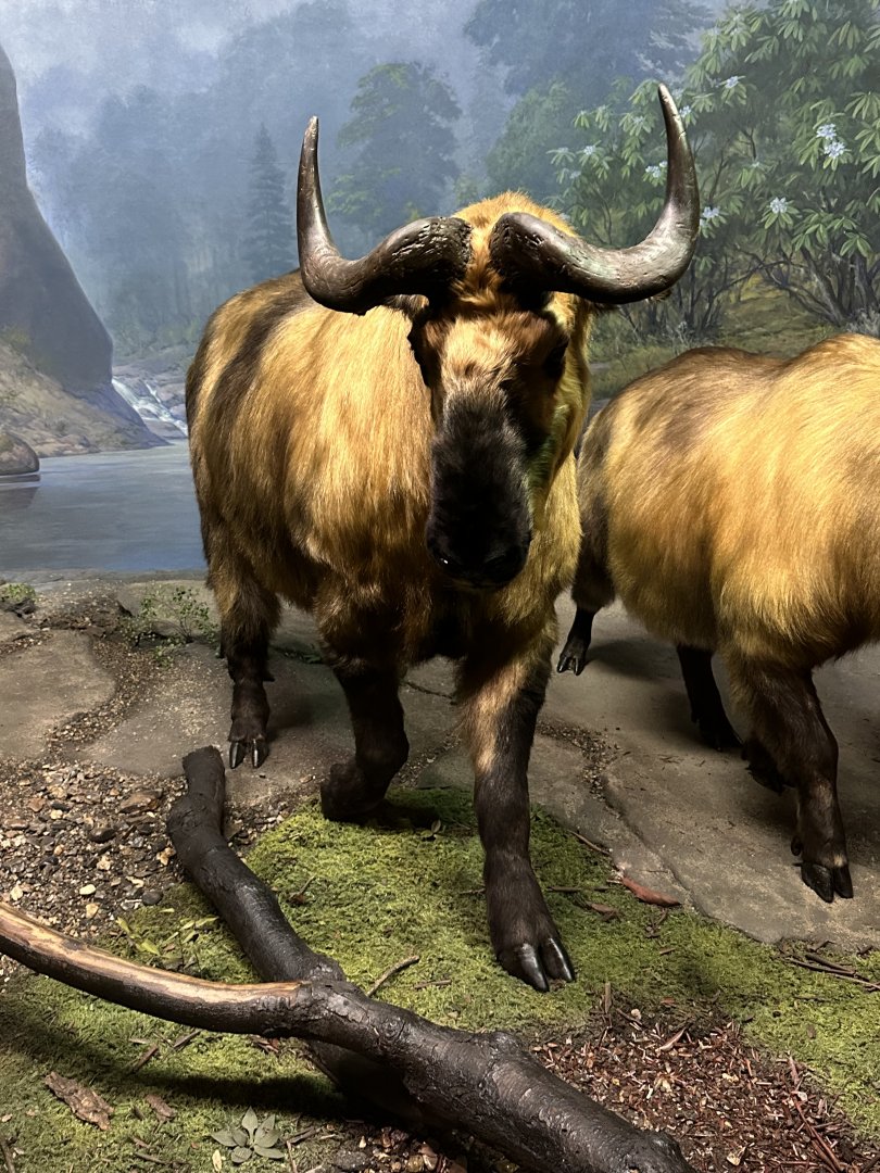 May 2025 - Asia - Sichuan Takin
