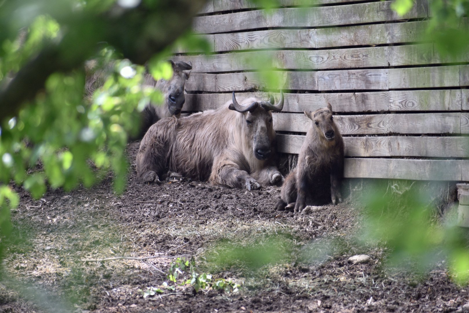 May. 2025 - Asia - Sichuan Takins