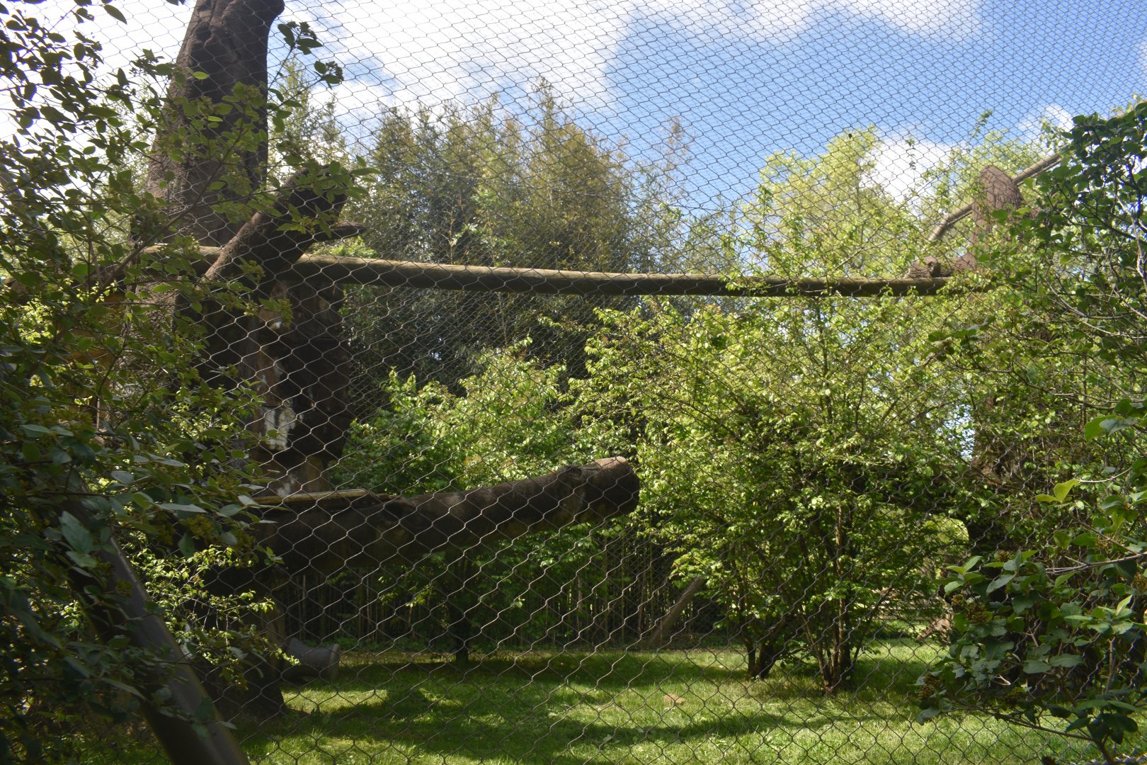 May. 2025 - Asia - Sumatran Tiger Exhibit (Expanded Side - Former Sun Bear)