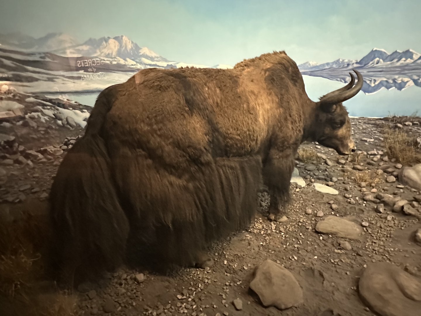 May 2025 - Asia - Wild Yak