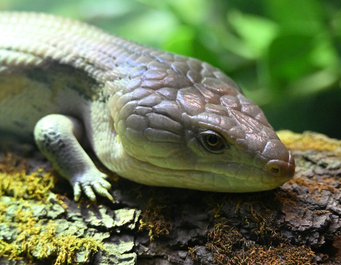 May 2025: Australia House , blue-tongued skink