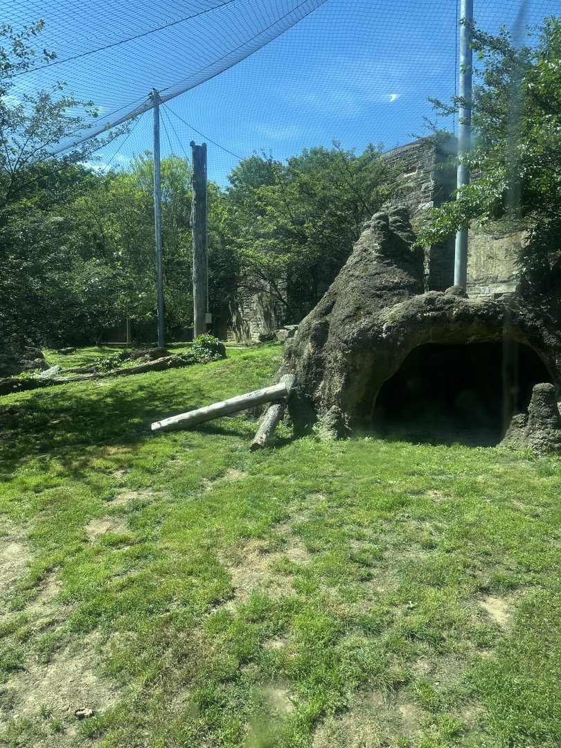 May 2025 - Big Cat Falls - (Empty) Lion Enclosure