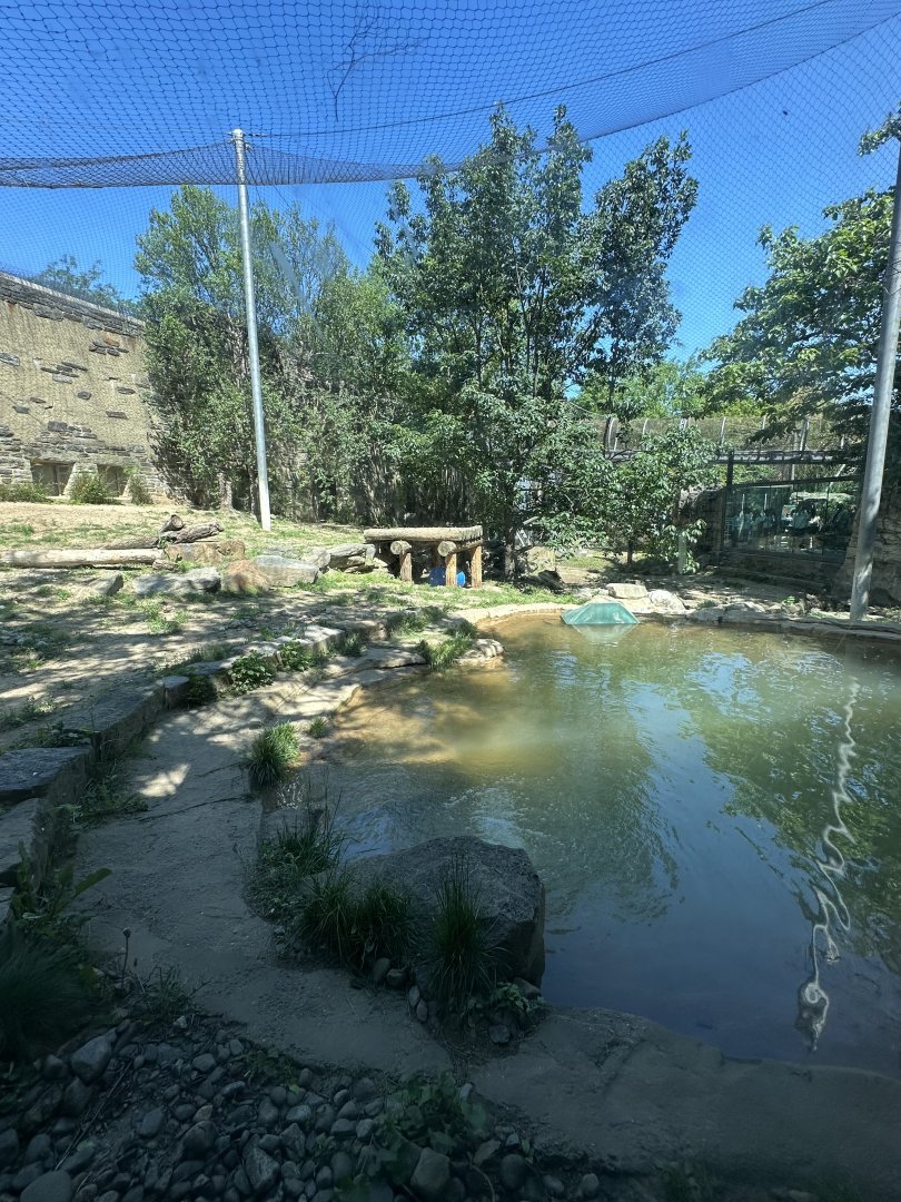 May 2025 - Big Cat Falls - Tiger Enclosure