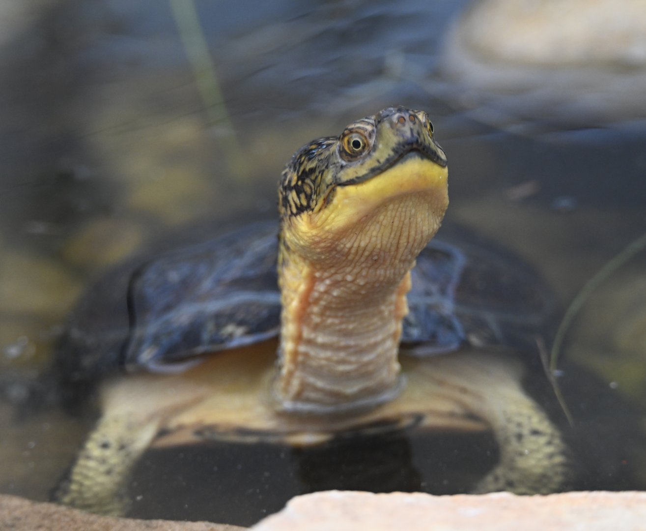 May 2025: Blanding's turtle