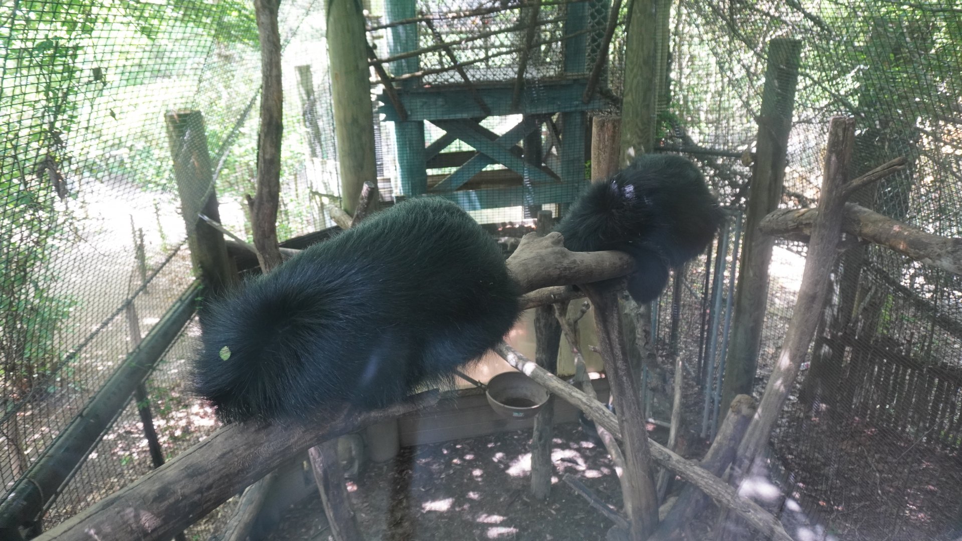 May. 2025 - Children's Enchanted Forest - Bearcat Exhibit (Upper Viewing)