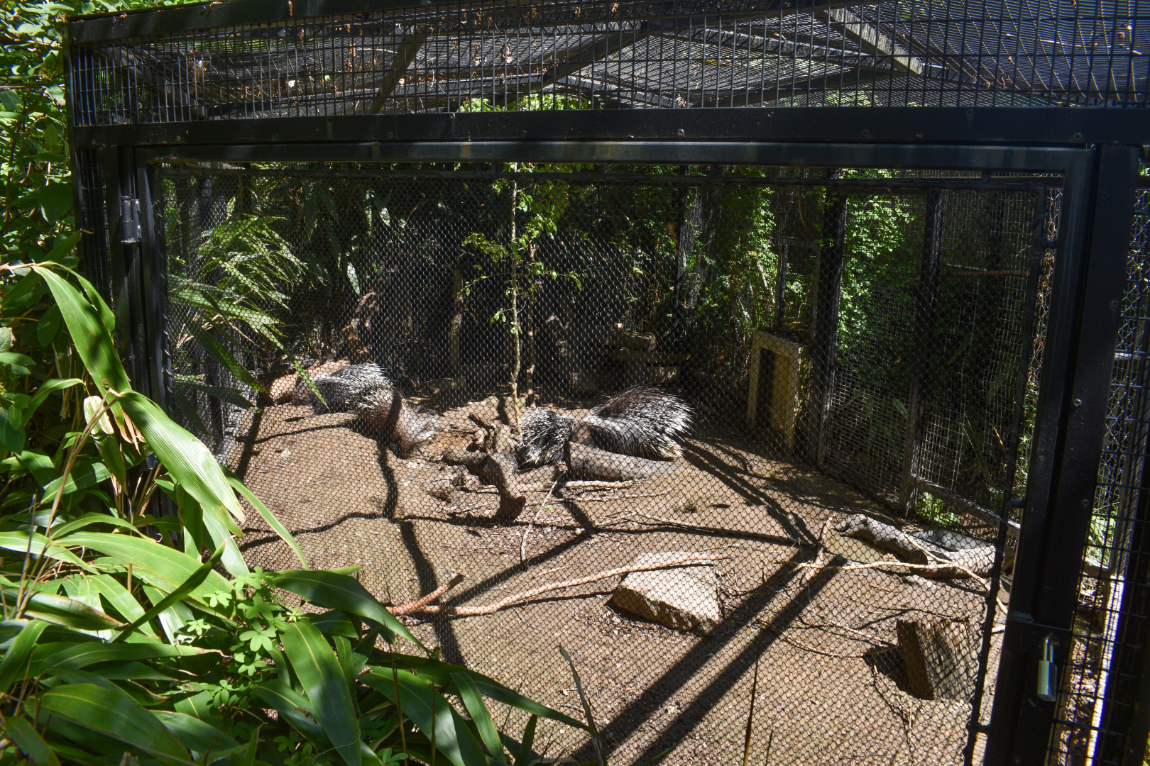 May. 2025 - Children's Enchanted Forest - Cape Porcupine Exhibit