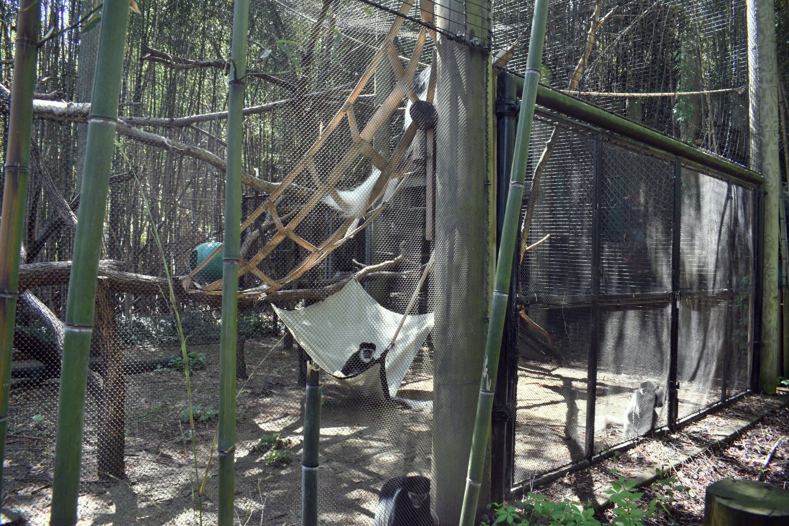 May. 2025 - Children's Enchanted Forest - Colobus Exhibit