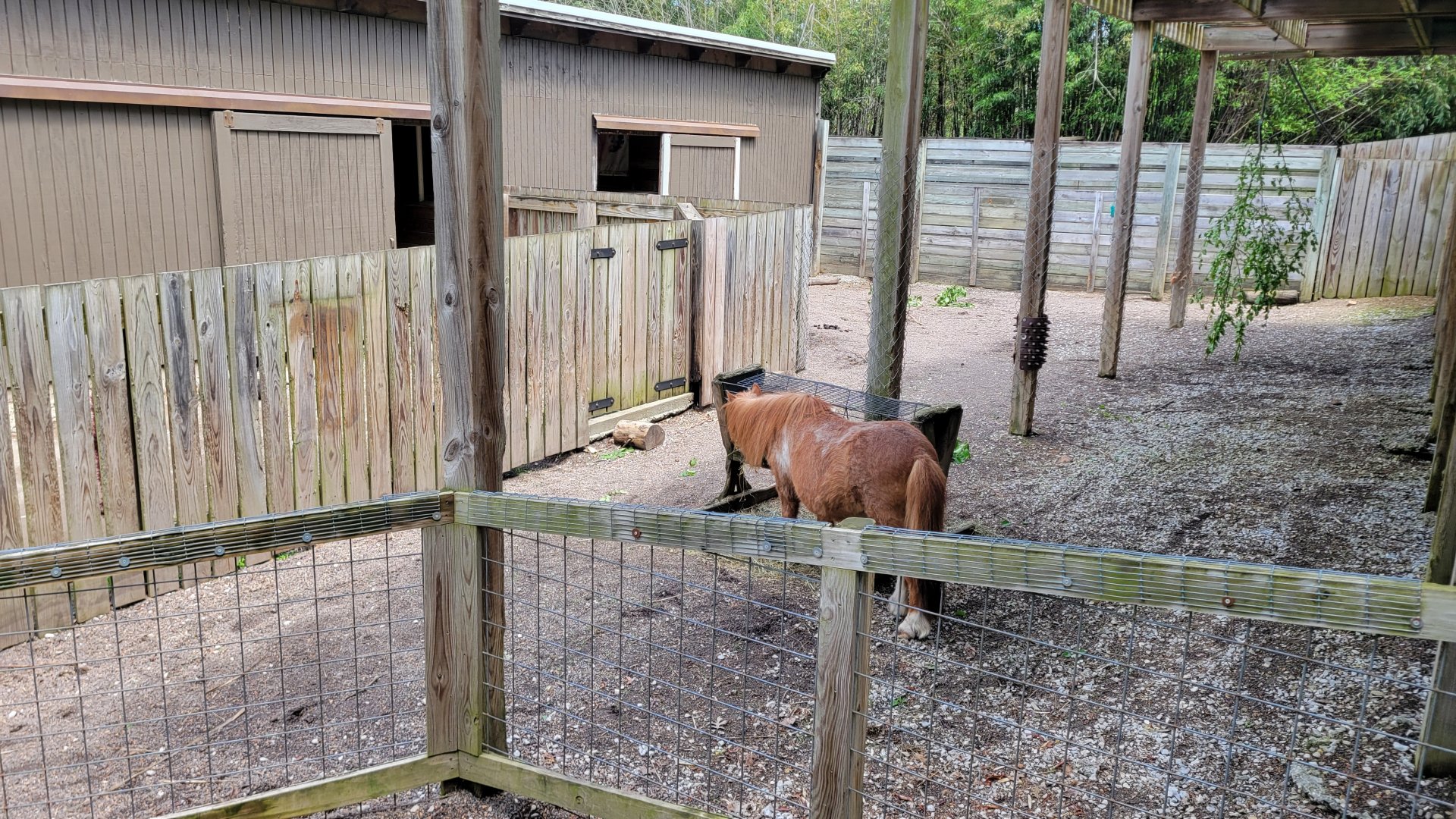 May. 2025 - Children's Enchanted Forest - Miniature Horse Exhibit