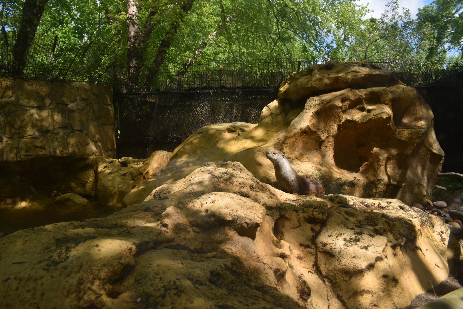 May. 2025 - Children's Enchanted Forest - River Otter Exhibit