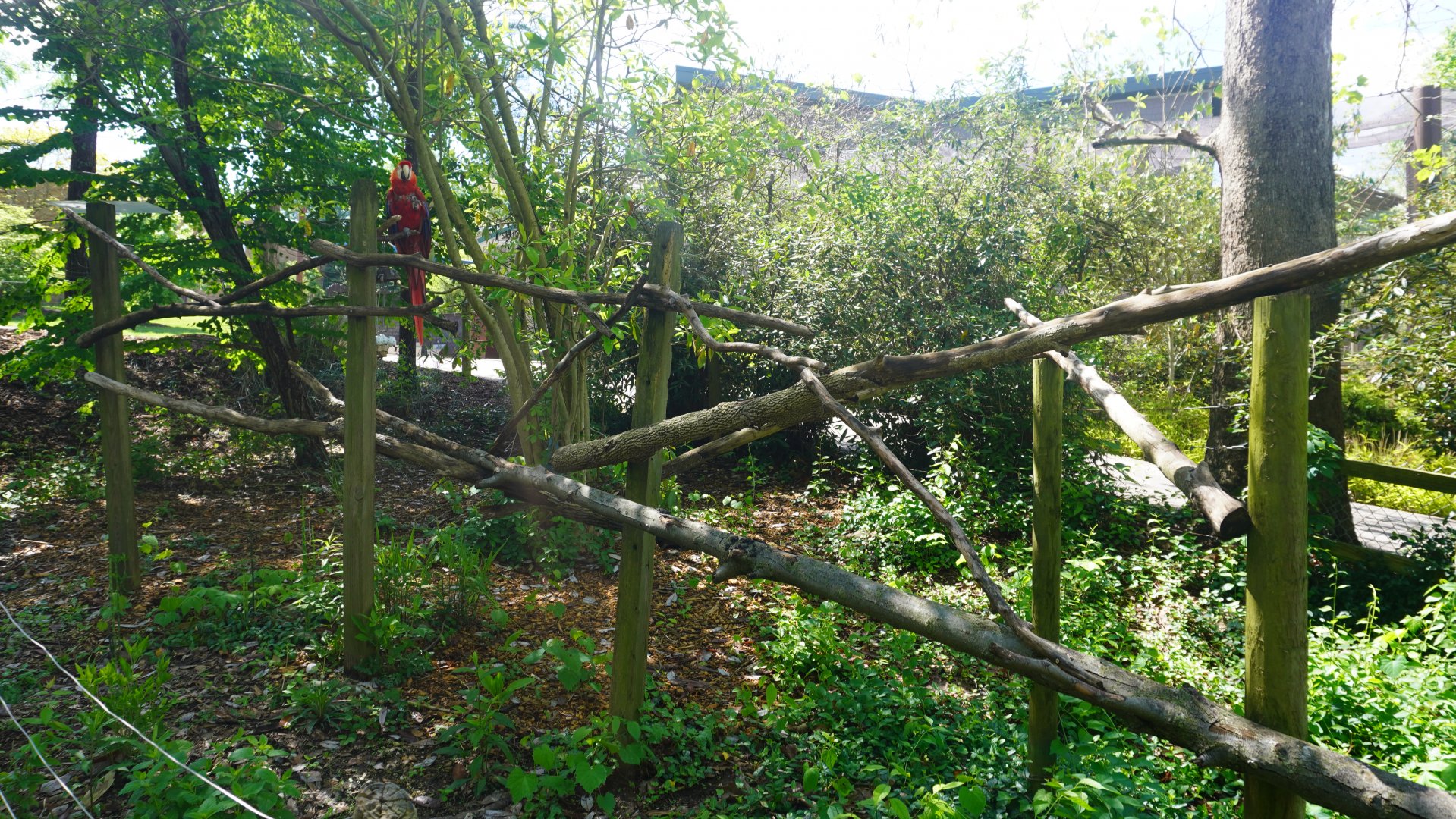 May. 2025 - Children's Enchanted Forest - Scarlet Macaw Exhibit