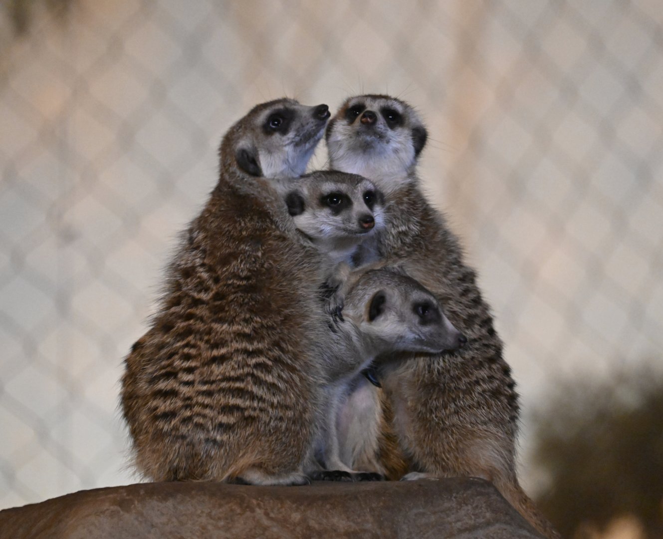 May 2025: Desert's Edge, meerkats