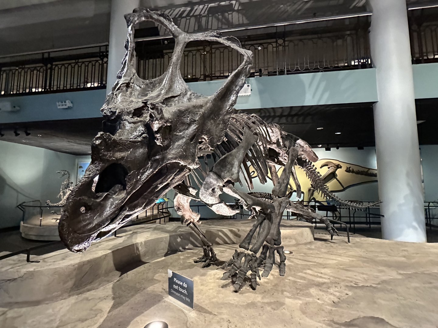 May 2025 - Dinosaur Hall - Chasmosaurus