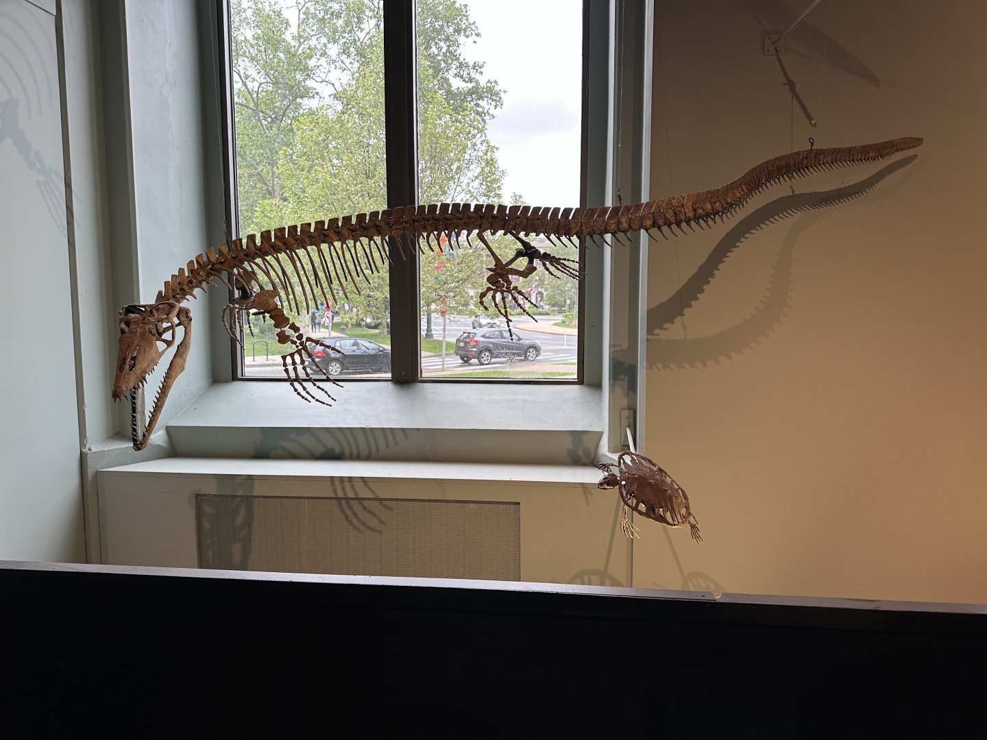 May 2025 - Dinosaur Hall - Plioplatecarpus + Extinct Sea Turtle