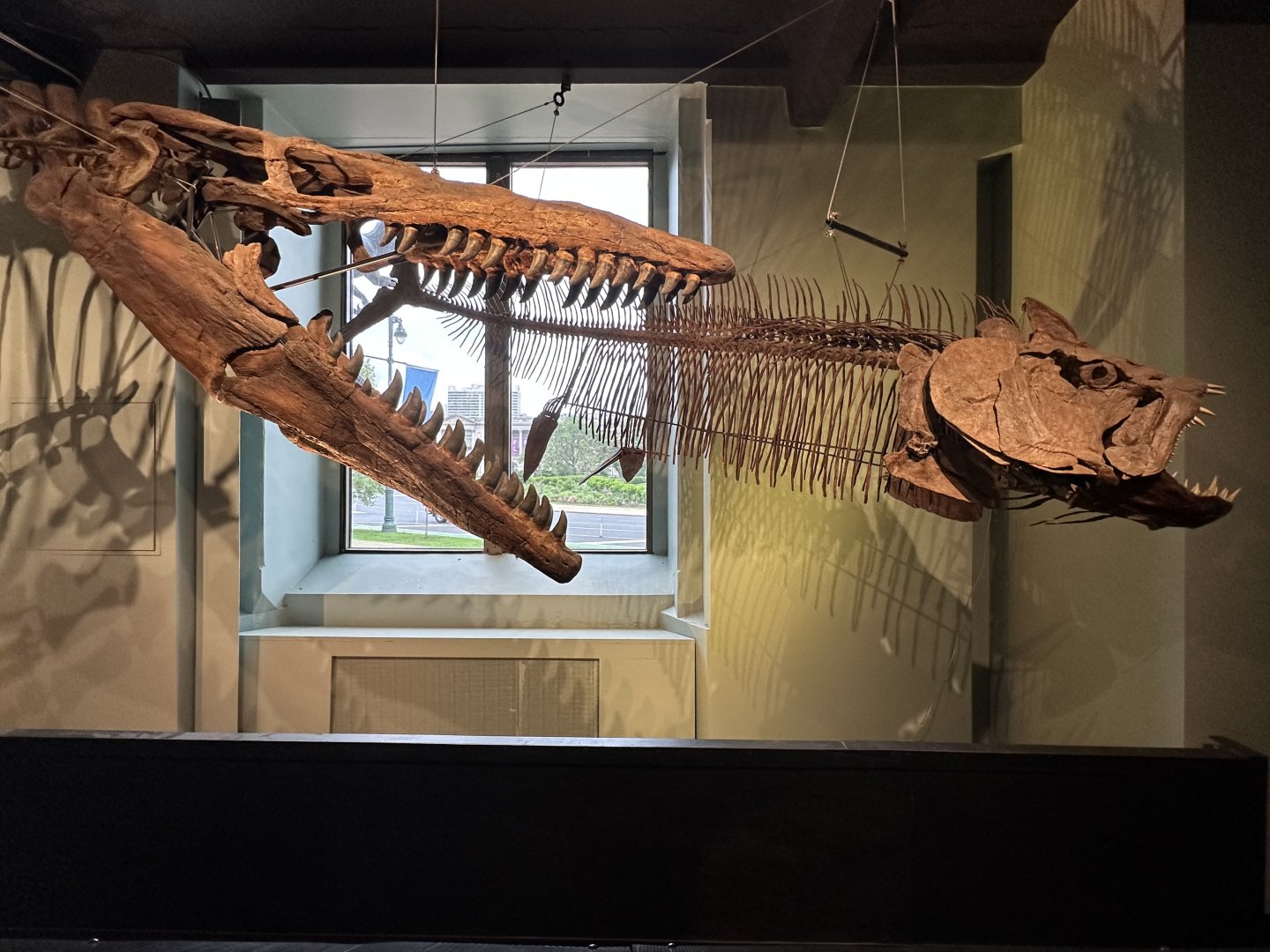 May 2025 - Dinosaur Hall - Tylosaurus + Xiphacintus