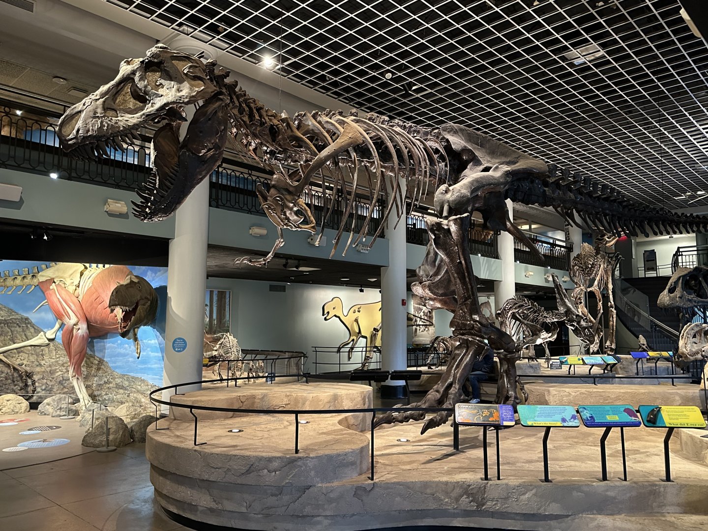 May 2025 - Dinosaur Hall - Tyrannosaurus