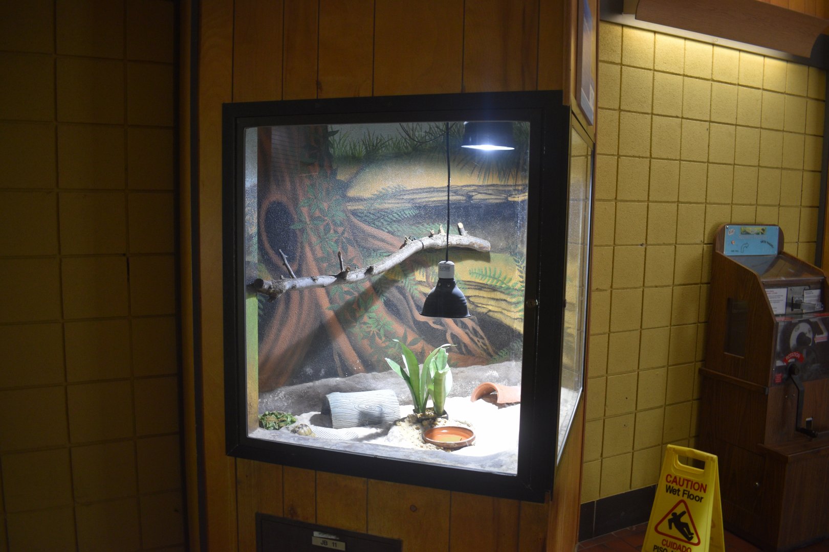 May. 2025 - Discovery Center - Egyptian Tortoise Exhibibt