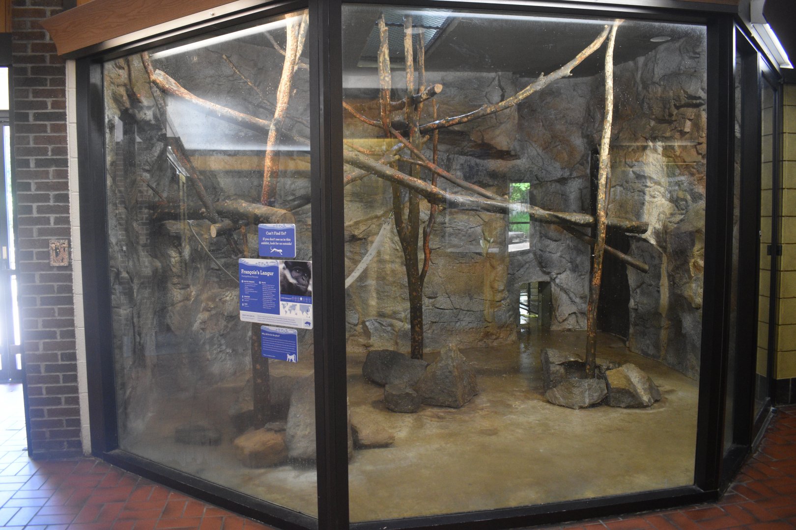 May. 2025 - Discovery Center - Francois' Langur Indoor Exhibit