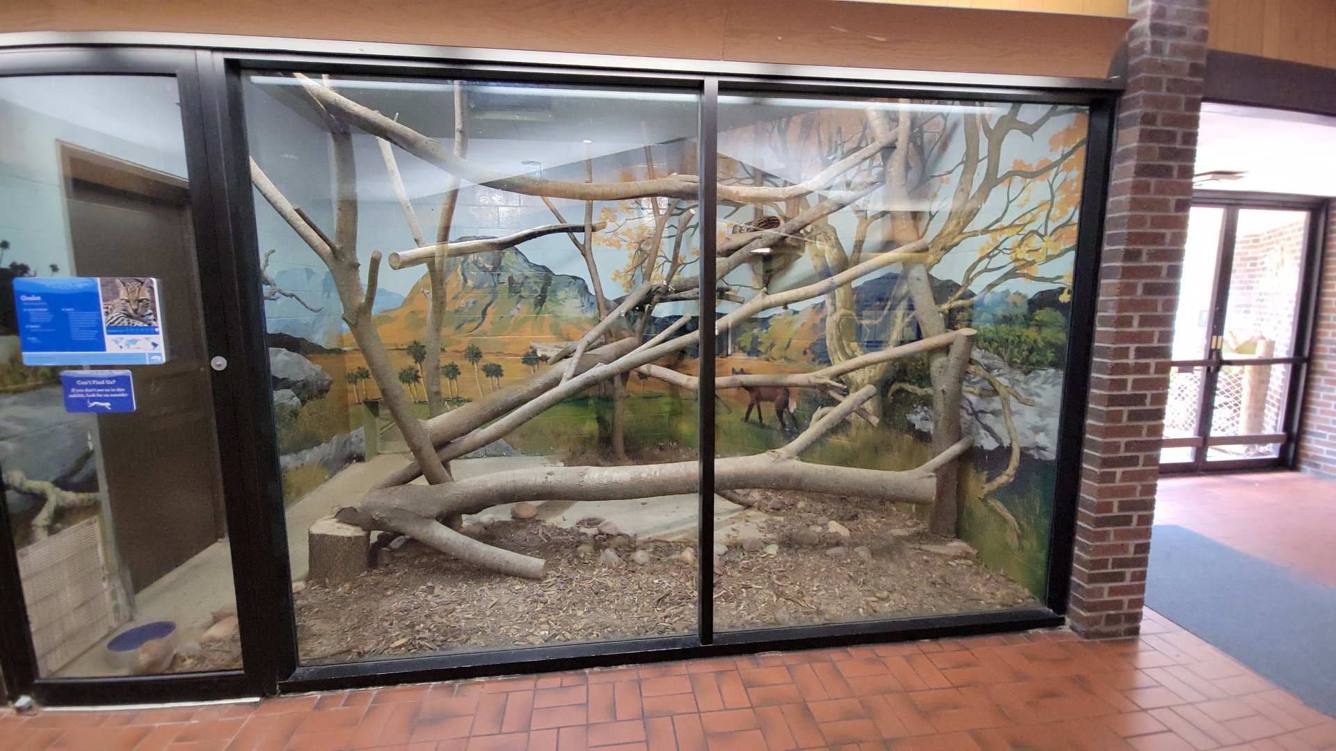 May. 2025 - Discovery Center - Ocelot Indoor Exhibit
