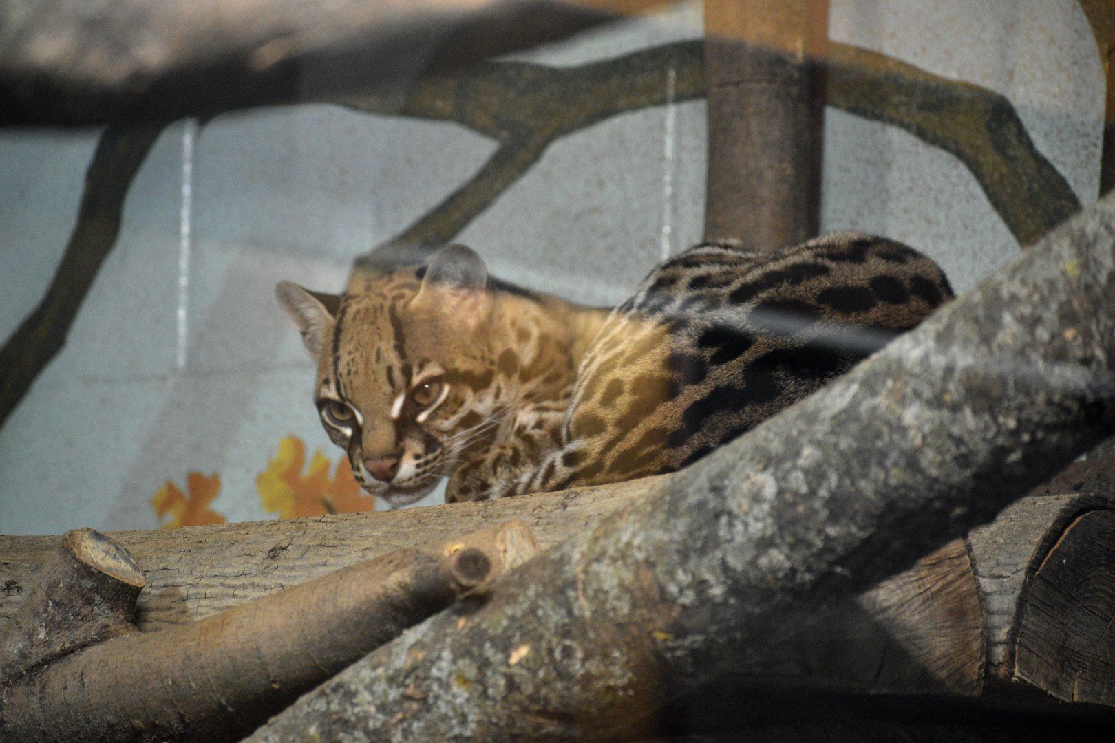 May. 2025 - Discovery Center - Ocelot