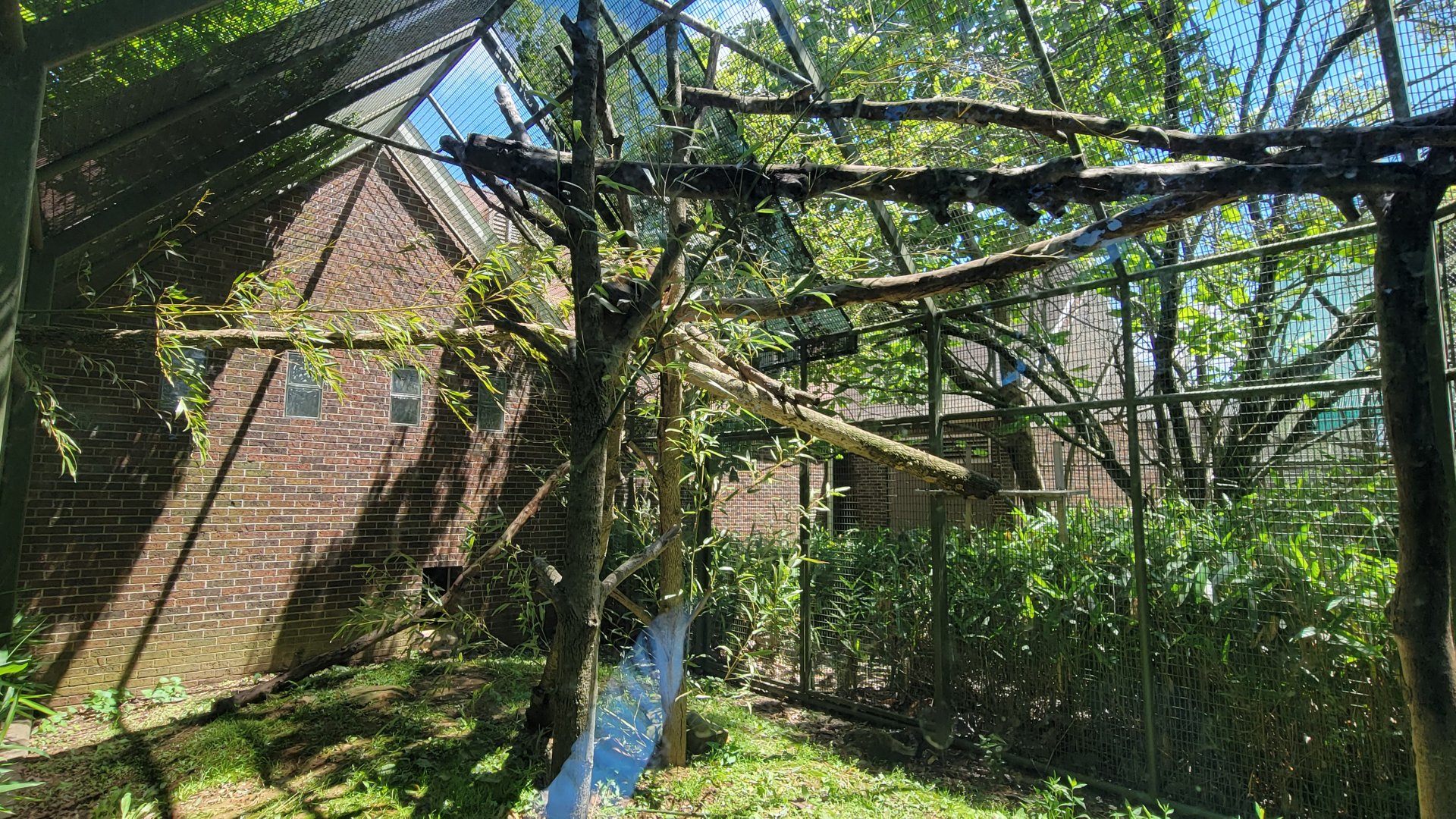 May. 2025 - Discovery Center - Red Panda Outdoor Exhibit