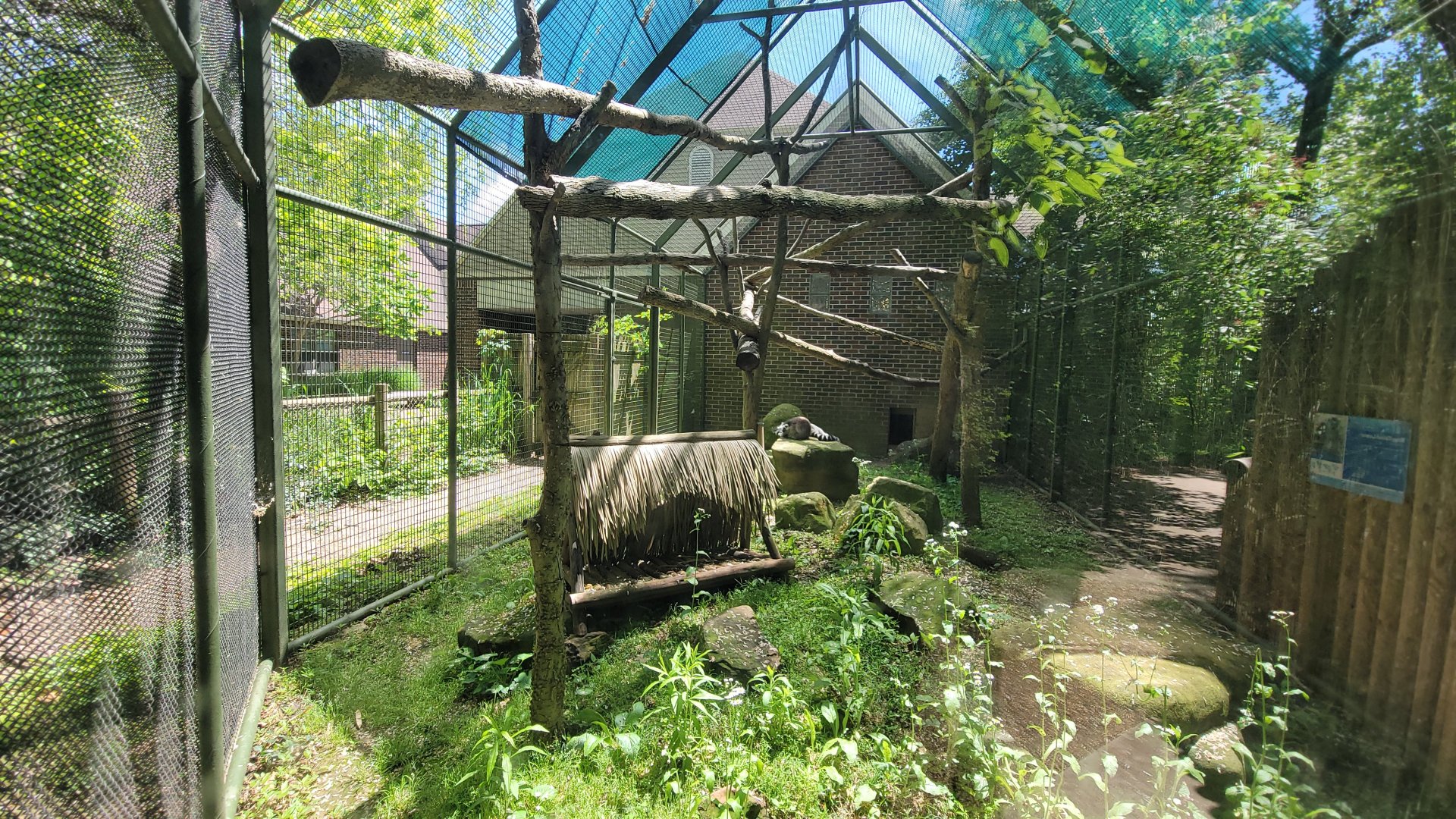 May. 2025 - Discovery Center - Ring-tailed Lemur Exhibit
