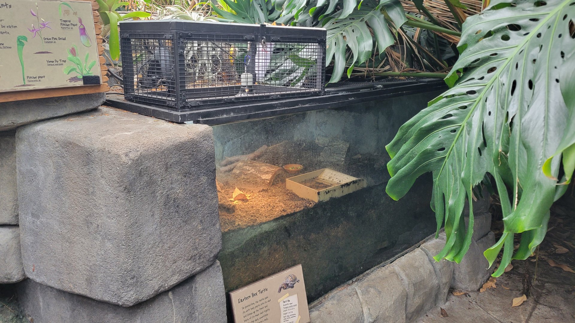 May. 2025 - Discovery Forest - Eastern Box Turtle Exhibit