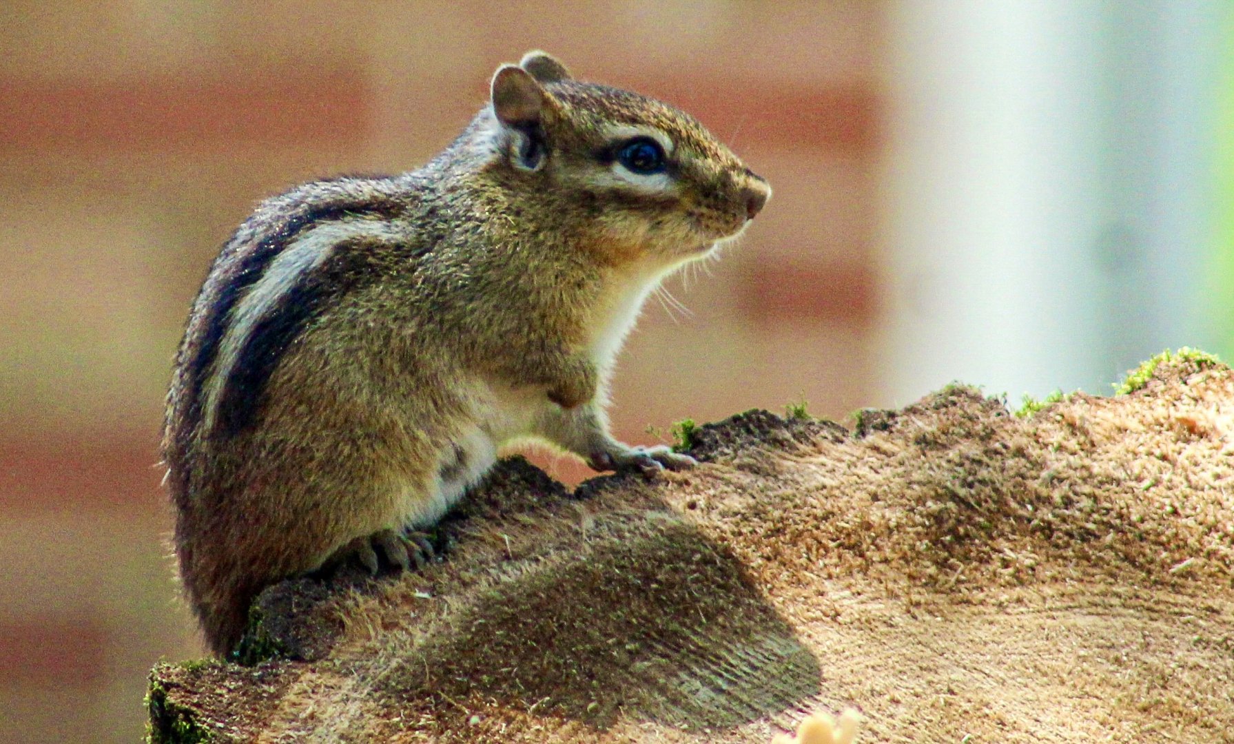 May. 2025 - Eastern Chipmunk