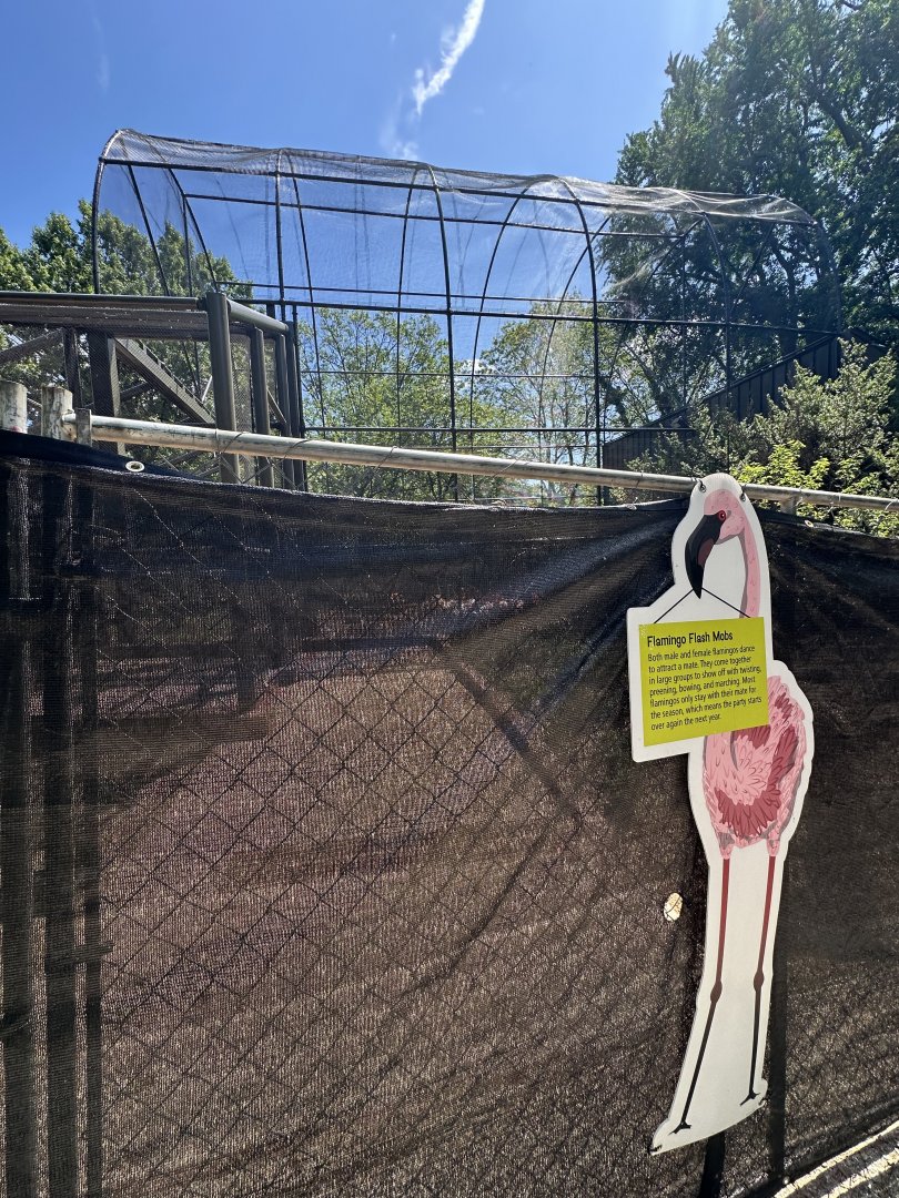 May 2025 - Flamingo Walkthrough (under construction)