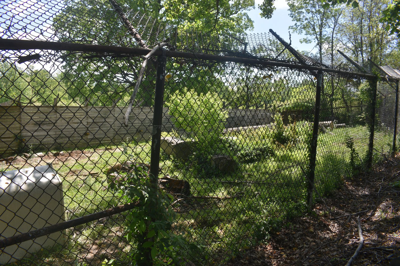 May. 2025 - Giant Anteater & Patagonia Mara Exhibit