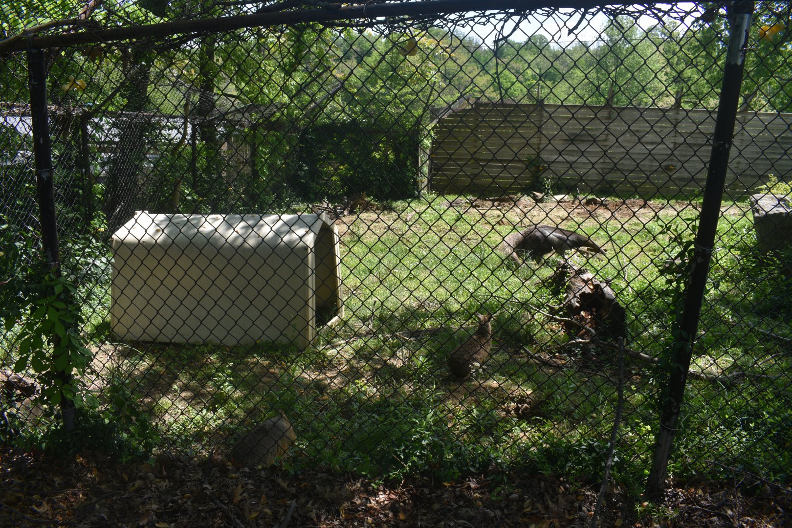 May. 2025 - Giant Anteater & Patagonia Mara Exhibit