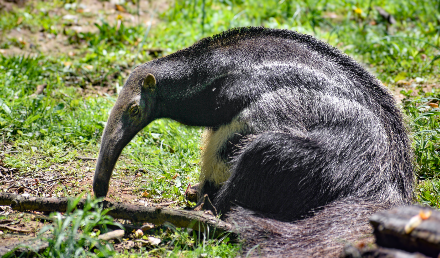 May. 2025 - Giant Anteater