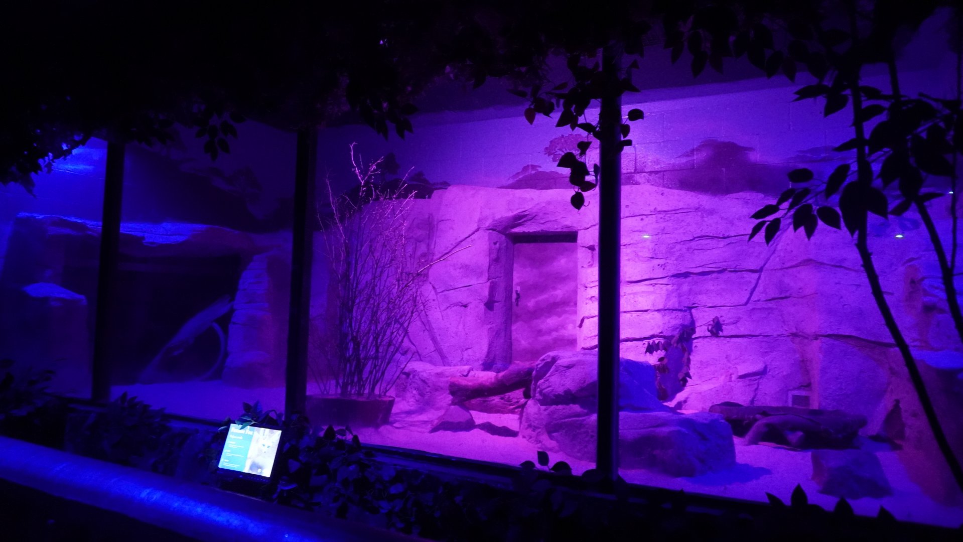 May. 2025 - Kley Memorial Building - Creatures of the Night - Fennec Fox Exhibit