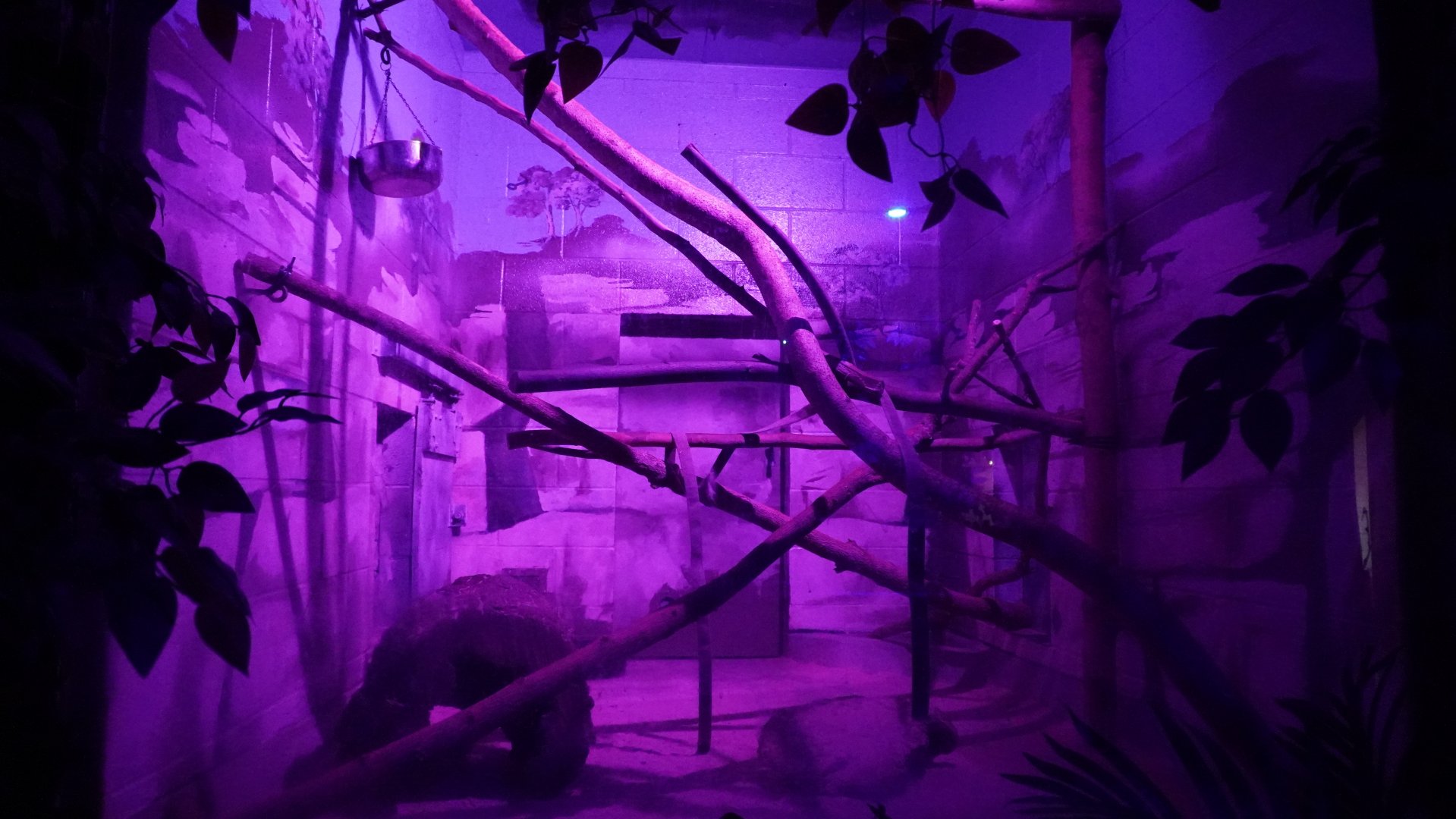 May. 2025 - Kley Memorial Building - Creatures of the Night - Ringtail Exhibit 2