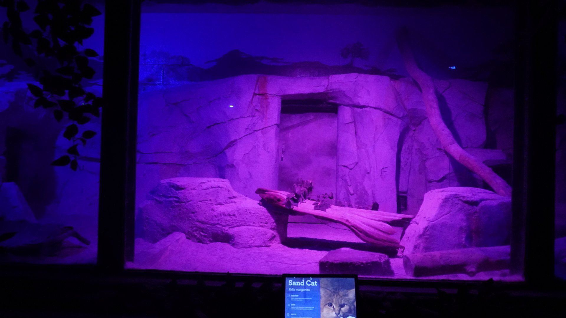 May. 2025 - Kley Memorial Building - Creatures of the Night - Sand Cat Exhibit 1