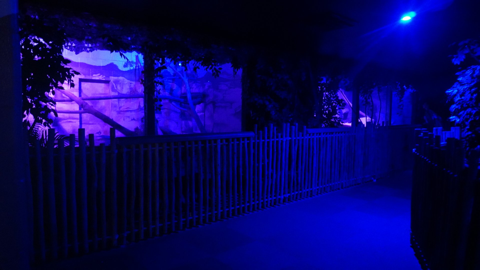 May. 2025 - Kley Memorial Building - Creatures of the Night - Sand Cat Exhibit 2