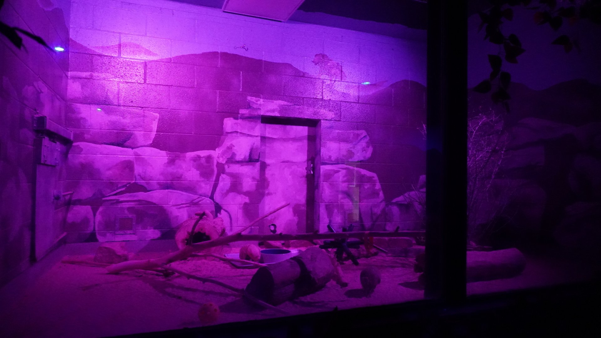 May. 2025 - Kley Memorial Building - Creatures of the Night - Southern Three-banded Armadillo Exhibit