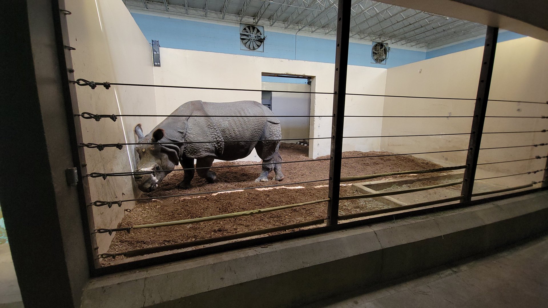 May. 2025 - Kley Memorial Building - Indian Rhino - Middle Indoor Exhibit