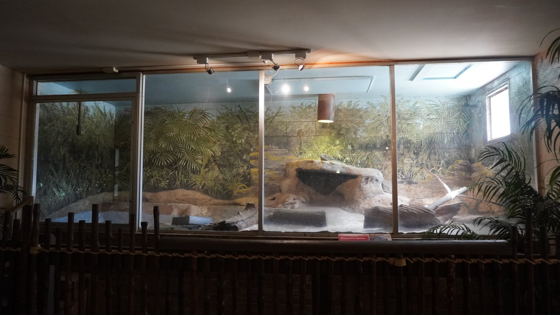 May. 2025 - Kley Memorial Building - Rhinoceros Iguana Exhibit