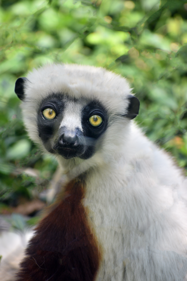 May. 2025 - Lemur Forest - Coquerel's Sifaka