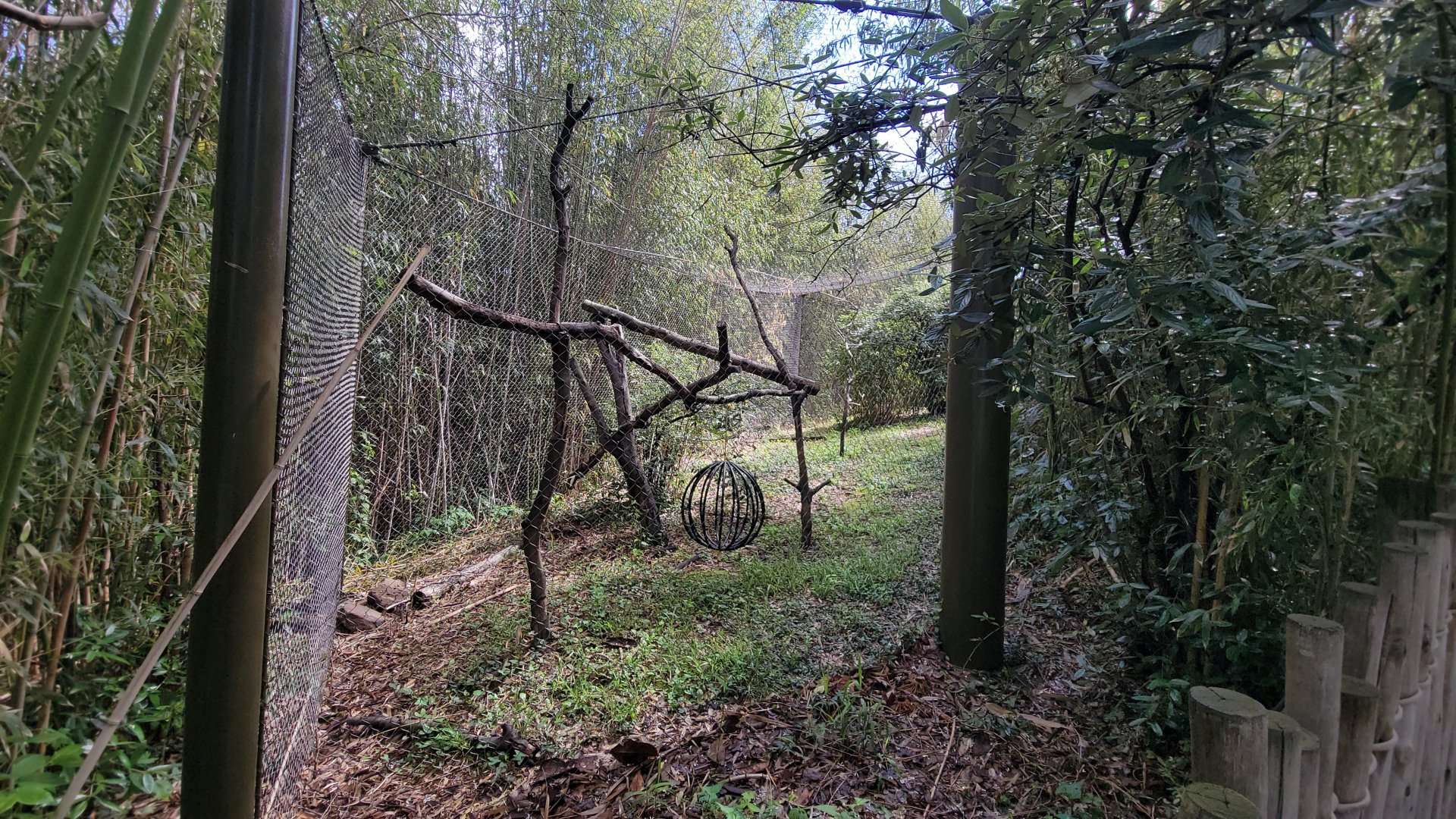 May. 2025 - Lemur Forest