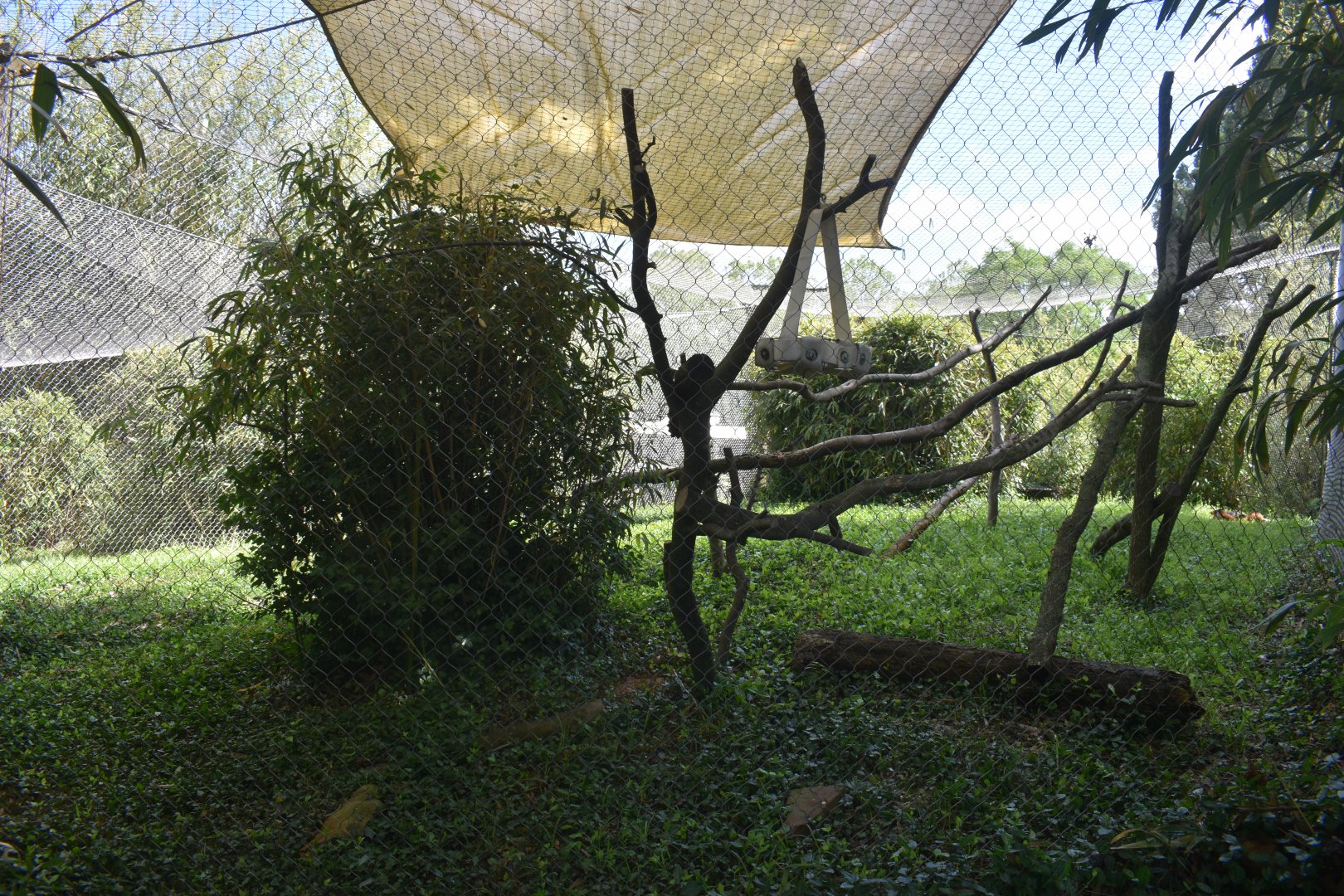 May. 2025 - Lemur Forest