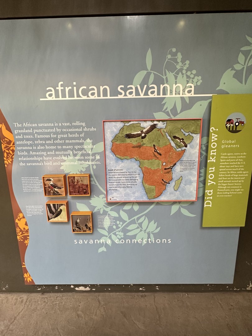 May 2025 - McNeil Avian Center - African Signage