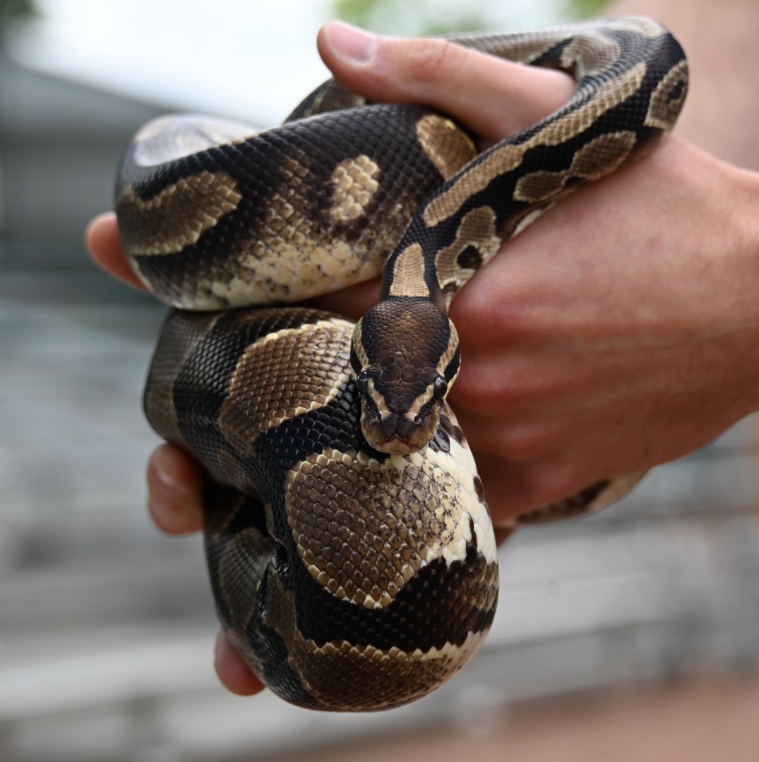 May 2025: Nature Stage, ball python
